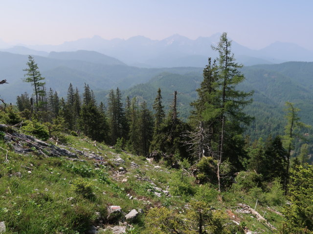 zwischen Weingartalm und Halterhüttental (10. Juni)