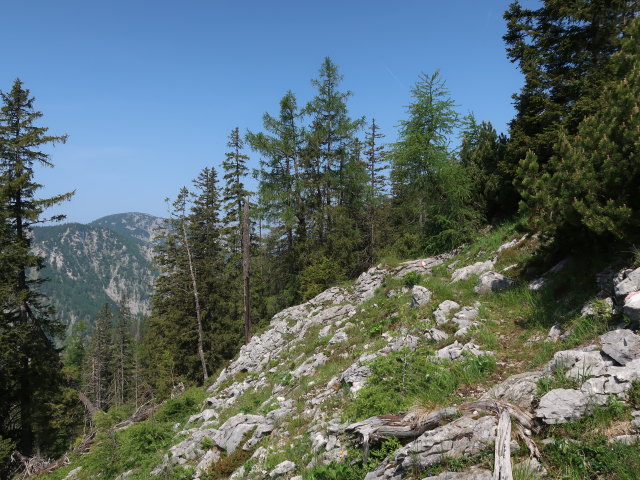 zwischen Weingartalm und Halterhüttental (10. Juni)