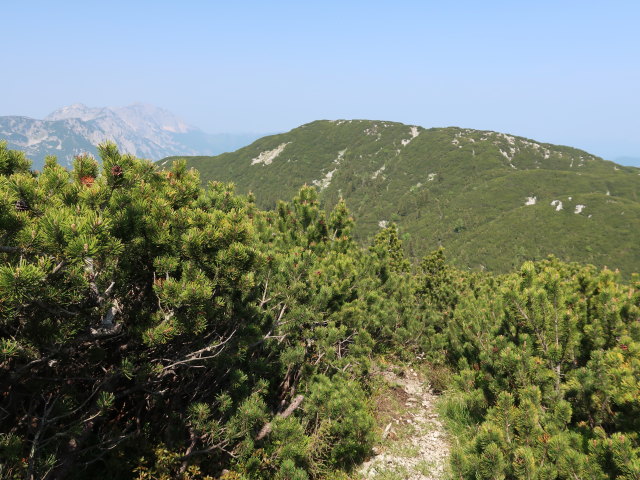 zwischen Halterhüttental und Großem Größtenberg (10. Juni)