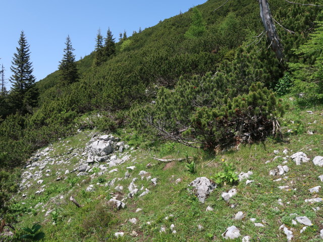 zwischen Halterhüttental und Kleinem Größtenberg (10. Juni)