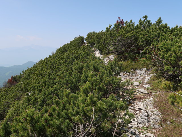 zwischen Halterhüttental und Kleinem Größtenberg (10. Juni)