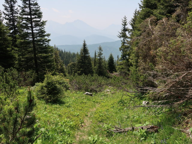 Halterhüttental (10. Juni)