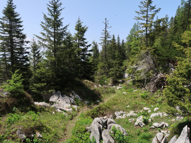 Halterhüttental (10. Juni)