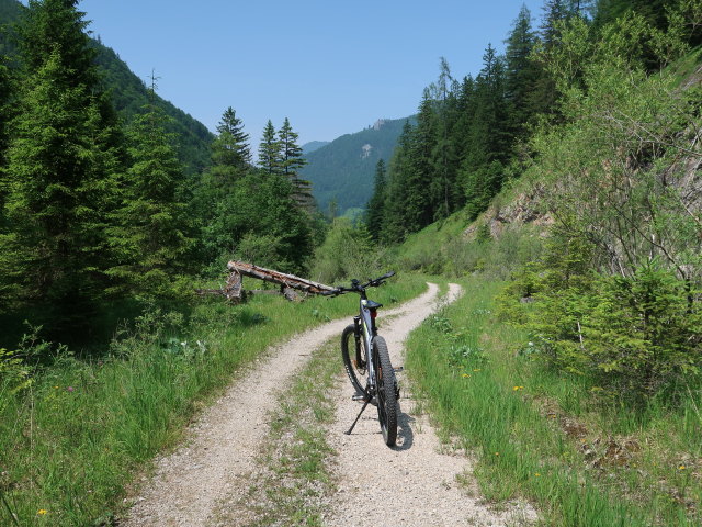 zwischen Pribilkreuz und Jagahäusl (10. Juni)