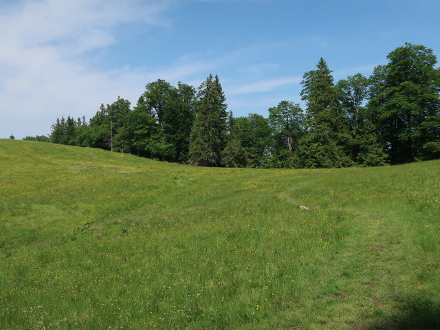 zwischen Ebenforstalm und Trämpl (10. Juni)