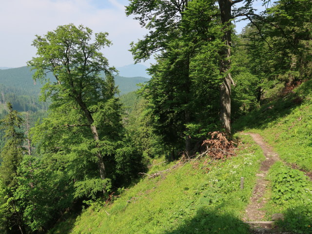 zwischen Ebenforstalm und Trämpl (10. Juni)