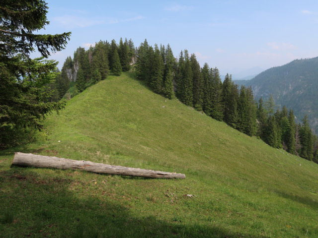 zwischen Trämpl und Luchsboden (10. Juni)
