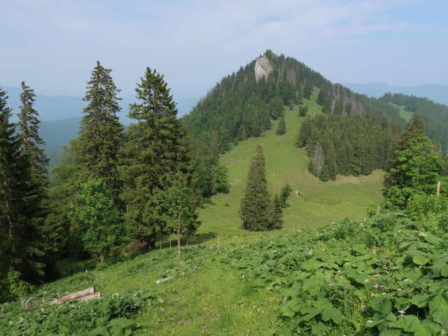 zwischen Trämpl und Luchsboden (10. Juni)