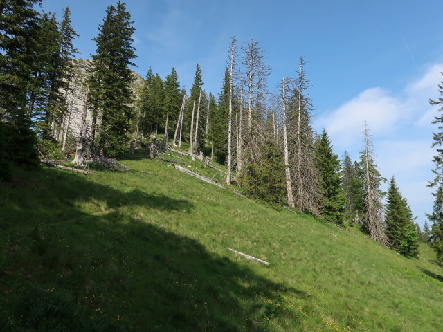 Luchsboden (10. Juni)