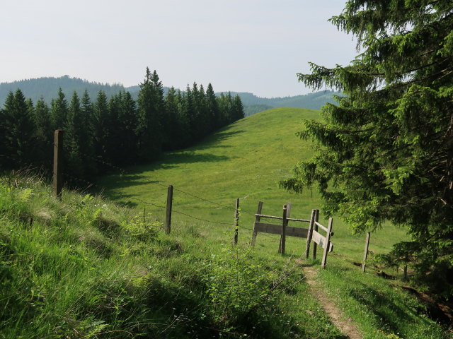 zwischen Luchsboden und Ebenforstalm (10. Juni)