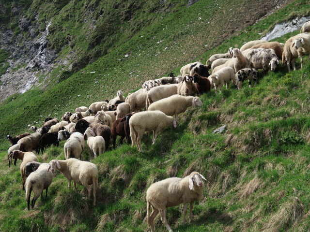 Krefelder Weg zwischen Reichenbergkar und Wurfbach (14. Juni)