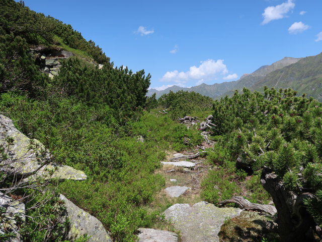 zwischen Eisbodenlacke und Tauernmoossee (15. Juni)