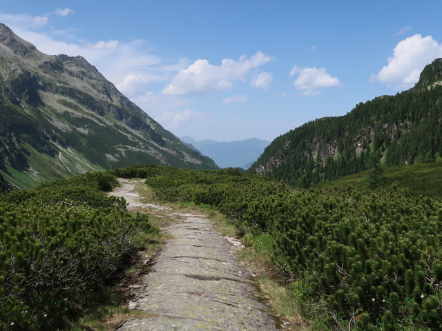 zwischen Niederer Scharte und Grünsee (15. Juni)