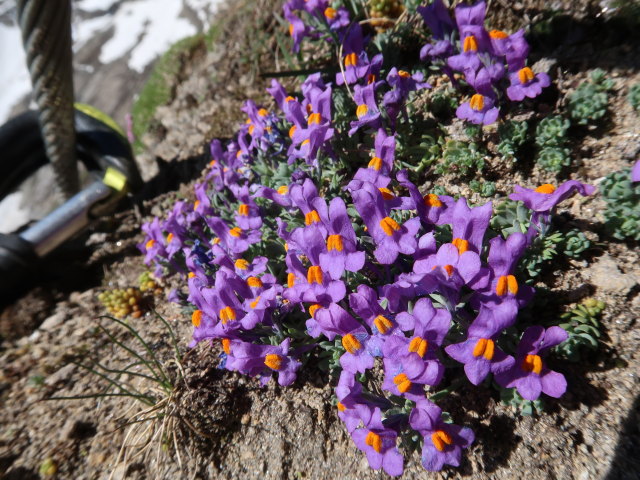 Gleiwitzer Höhenweg zwischen Unterer Jägerscharte und Oberer Jägerscharte (22. Juni)