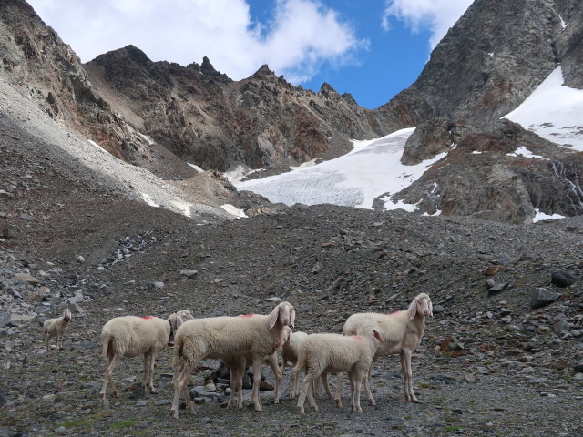 zwischen Kühgrübl und Madatschferner (28. Juni)