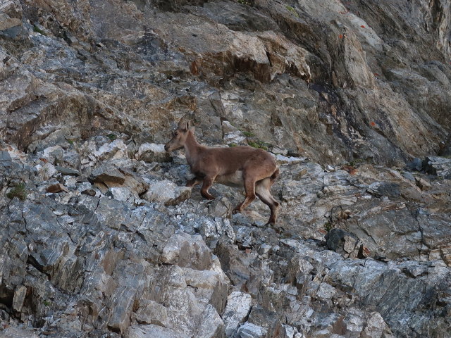 zwischen Kaunergrathütte und Verpeilspitze-Normalweg (29. Juni)