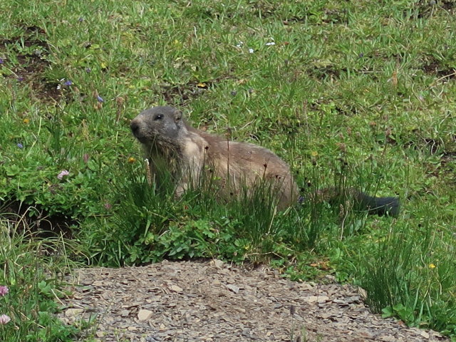 zwischen Fanggekarspitze und Stuttgarter Hütte (20. Juli)