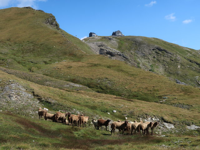 neben dem Hagener Weg zwischen Feldseescharte und Hagener Hütte (10. Aug.)