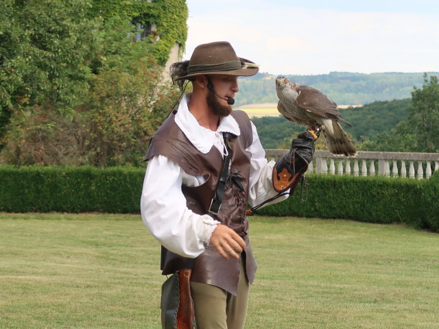 Falknereivorführung