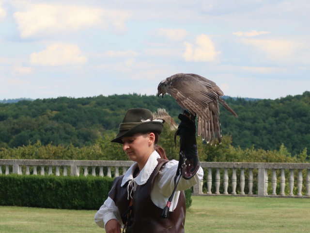 Falknereivorführung