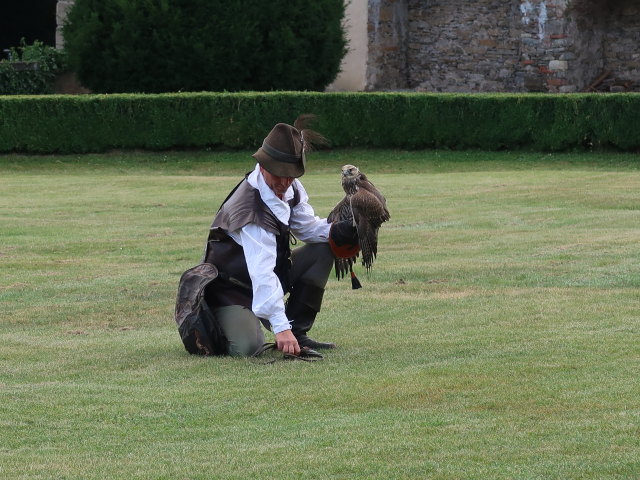 Falknereivorführung