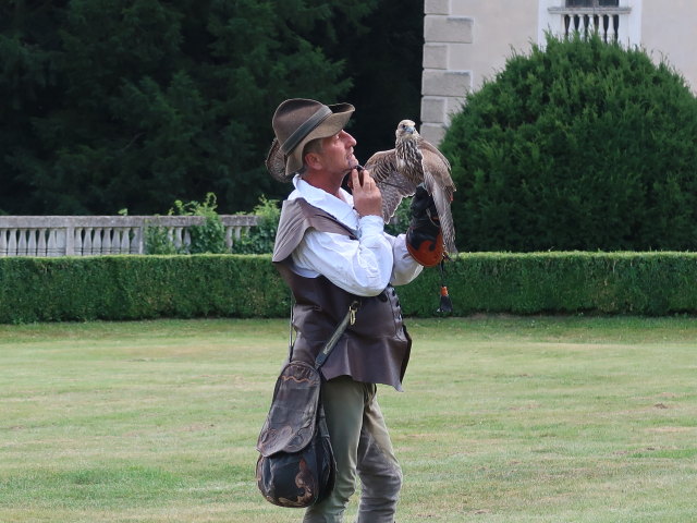 Falknereivorführung