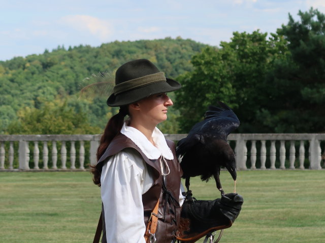 Falknereivorführung