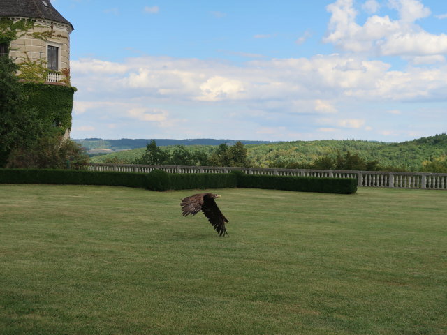 Falknereivorführung