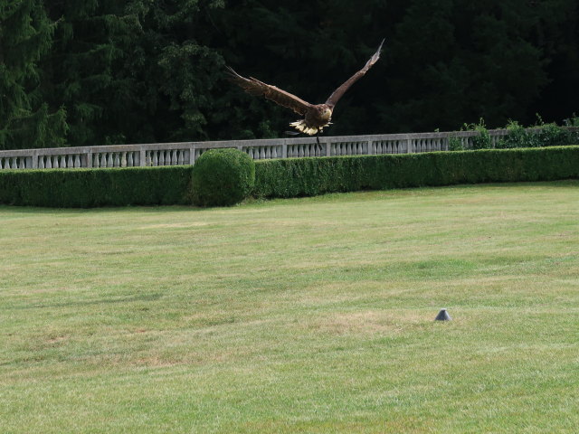 Falknereivorführung