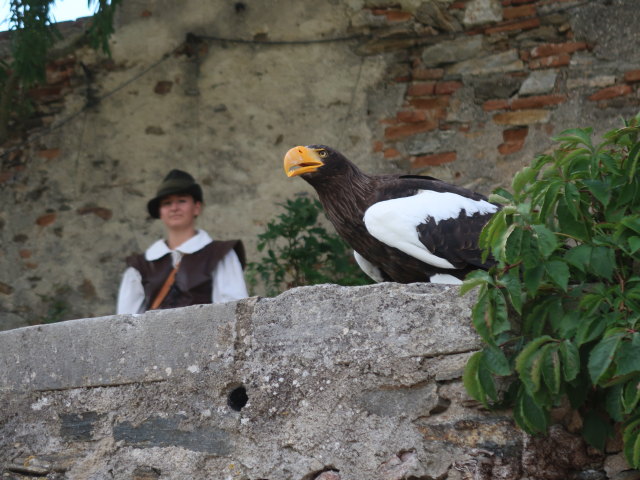 Falknereivorführung