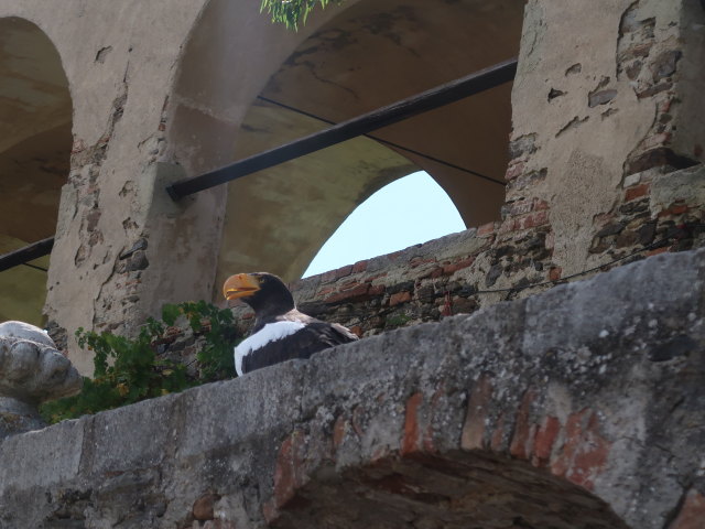 Falknereivorführung