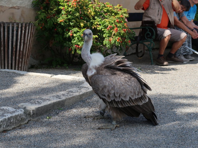 Falknereivorführung