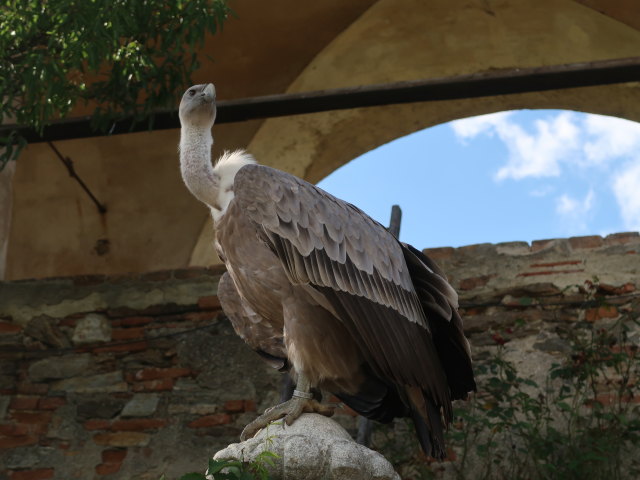 Falknereivorführung