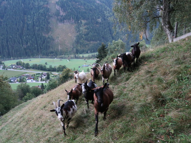zwischen Stall im Mölltal und Berg ob Stall
