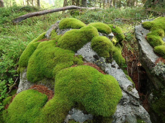 zwischen Thorer und Staller Tor