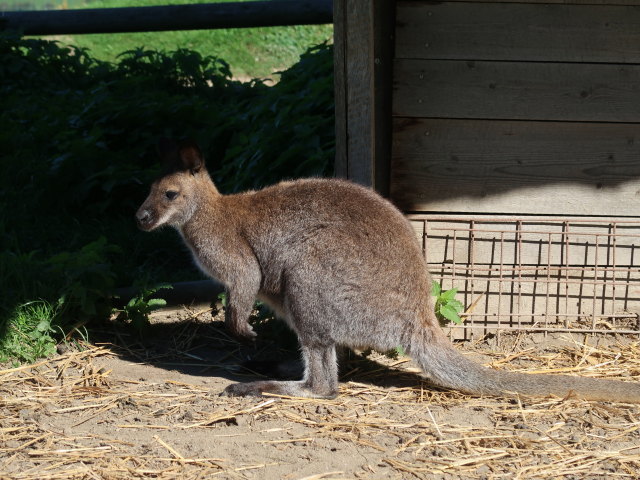 Bennett-K&auml;nguru im Tierpark Buchenberg