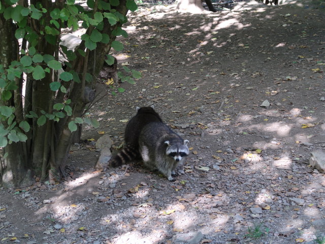 Waschb&auml;ren im Tierpark Buchenberg